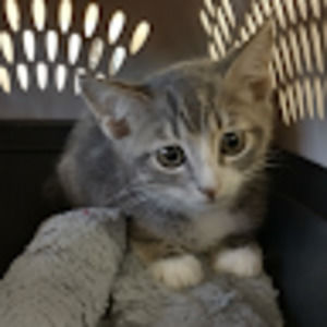 Meet your Posher, Thomas